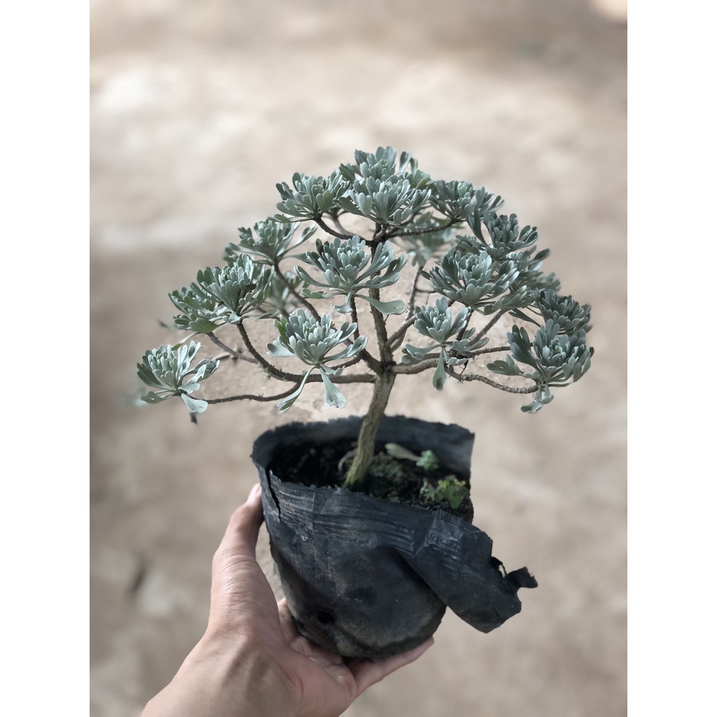 Cây cúc mốc bonsai, Cao 15cm lá xám cực bắt mắt dễ chăm sóc, thích hợp trang trí tiểu cảnh