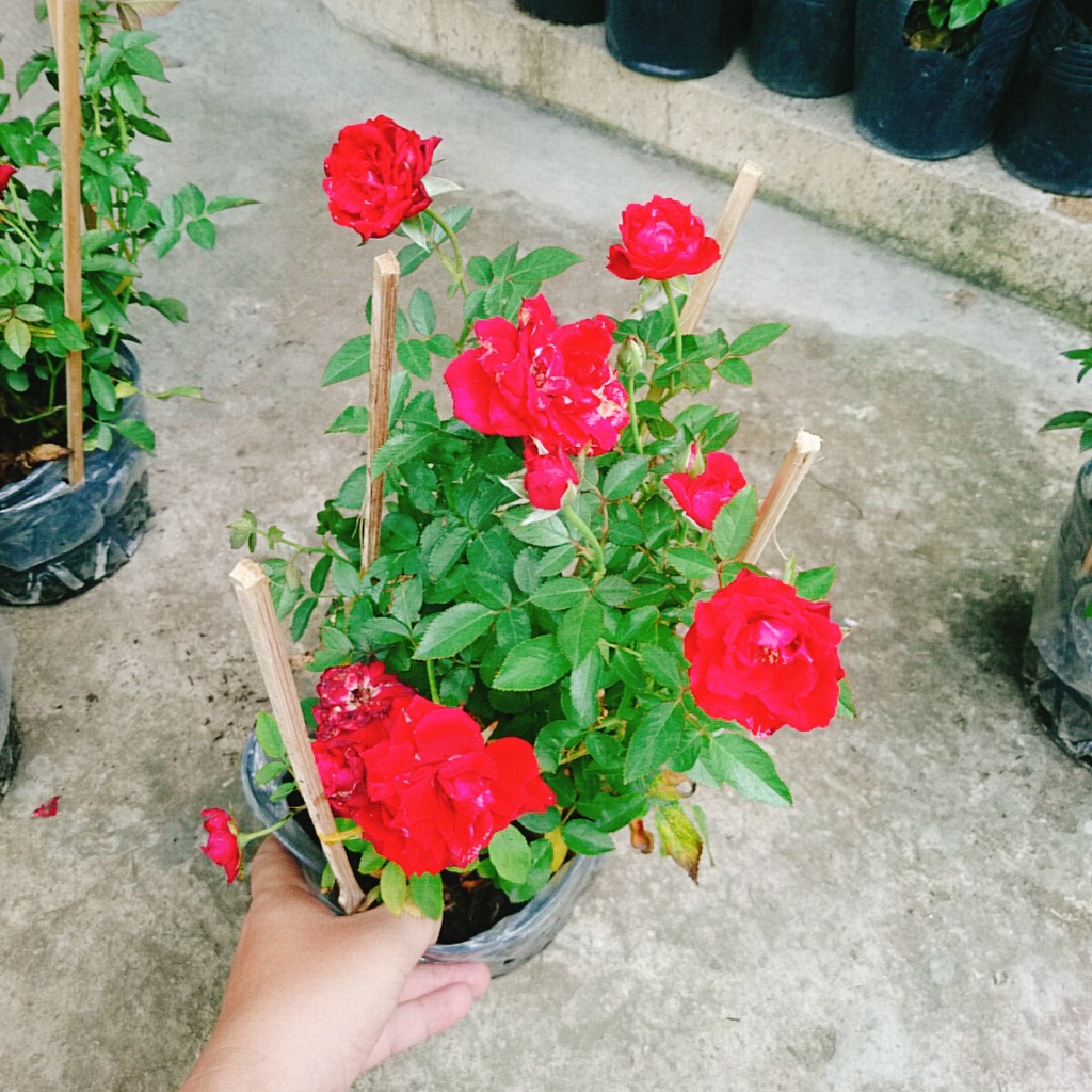 Hoa Hồng Tỉ Muội  - cây cảnh để bàn - caykiengsadec