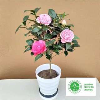5 Hạt giống Trà My Nhật (tặng gói Kích nẩy mầm và Hướng dẫn) THUTHUY