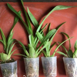 Vũ Nữ Thơm Giống (ComBo 5 cốc  5 màu )