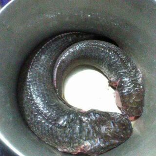 Ruốc cá lóc homemade
