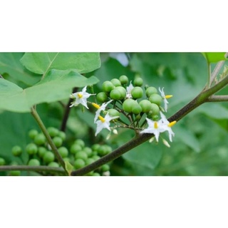 Cà dại hoa trắng 120k/3kg