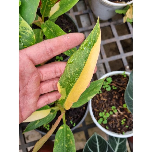 Philodendron ring of fire - cung đàng var