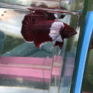 BETTA DUMBO LAVENDER