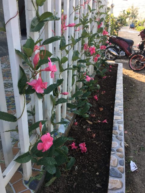 Dây leo hồng anh.... vuonhoasadet