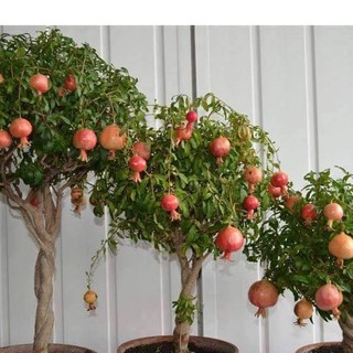 Hạt giống lựu lùn bonsai 10 hạt (TẶNG gói kích thích hỗ trợ hạt nảy mầm)