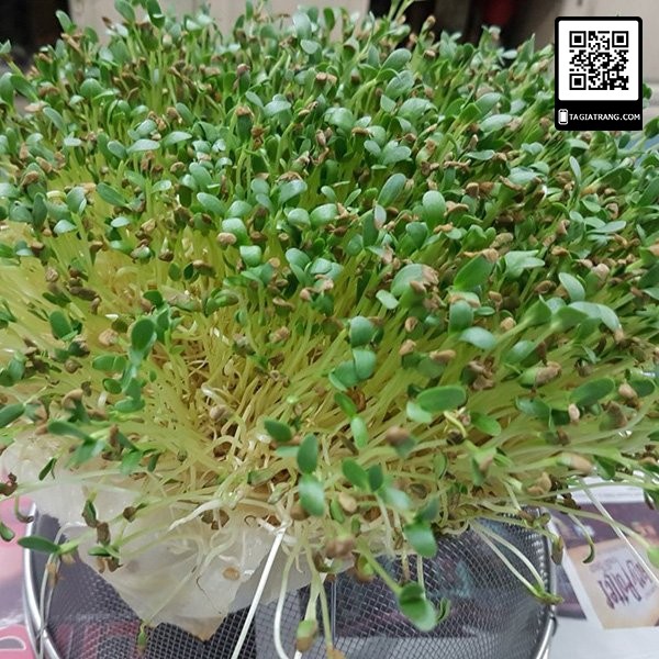 1Kg - Hạt giống rau mầm thảo dược Methi - Thế giới Rau mầm Tạ Gia Trang