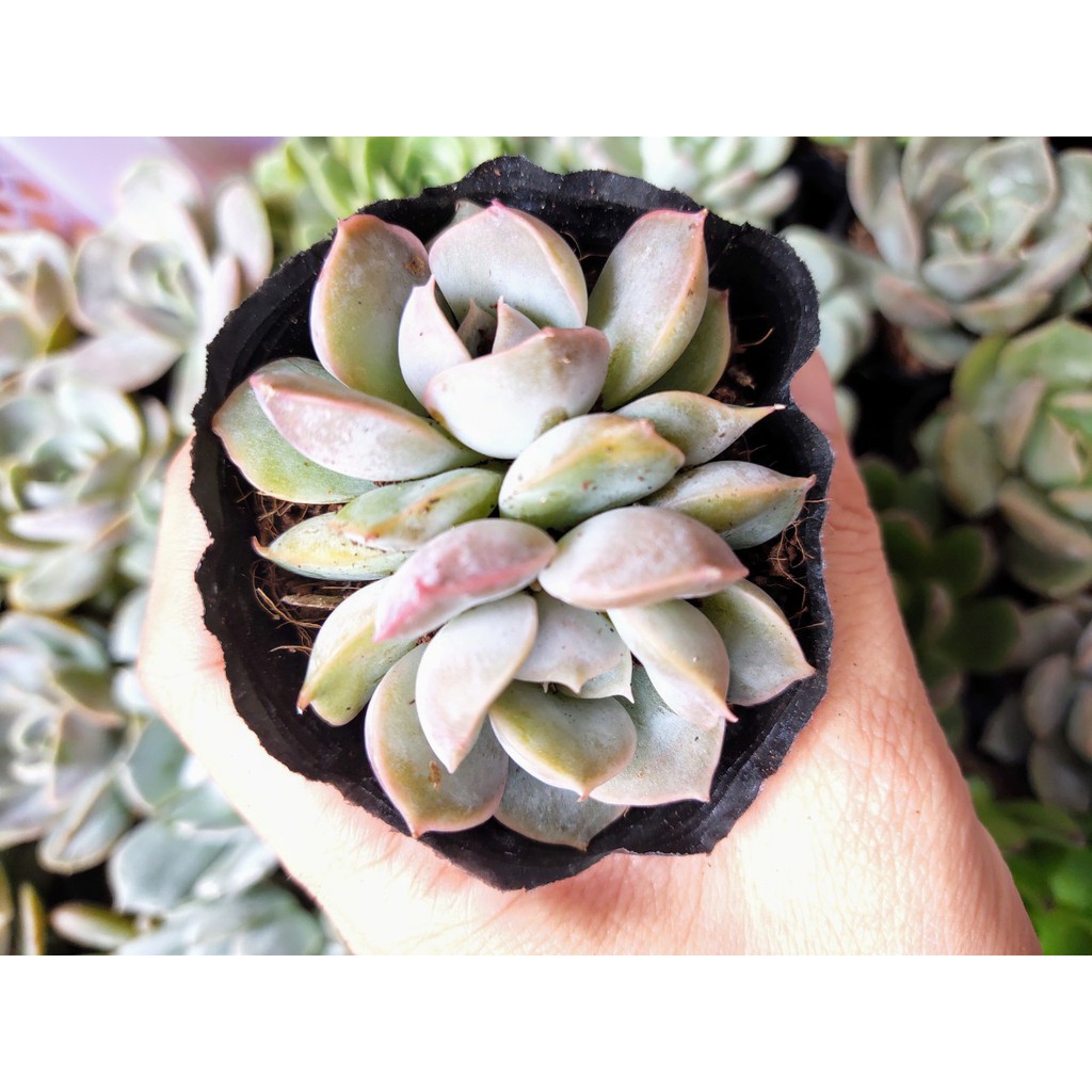 Combo 5 cây sen đá