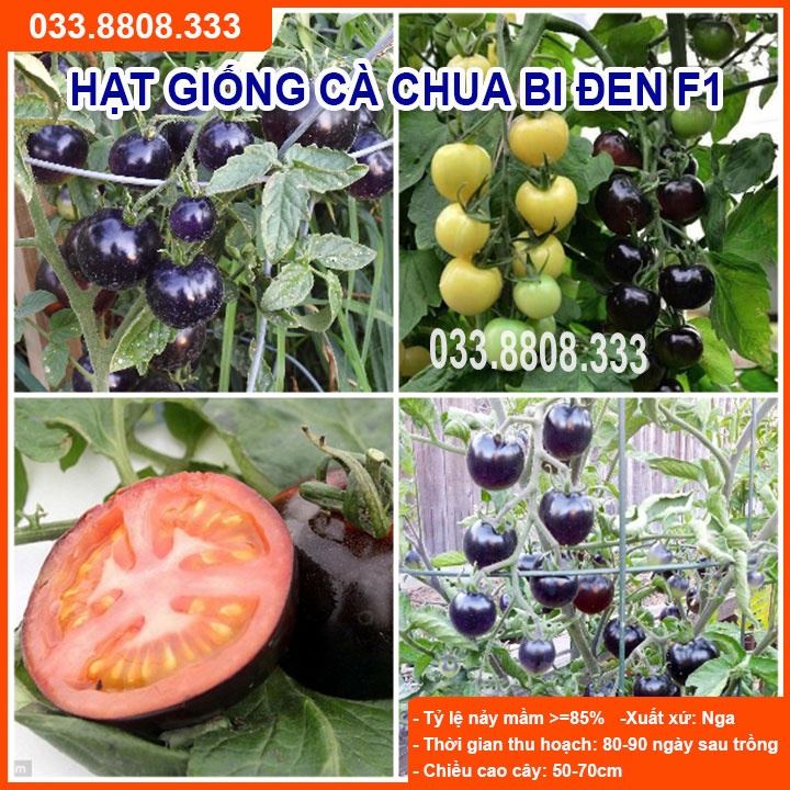 Hạt giống cà chua bi đen - quả to đẹp