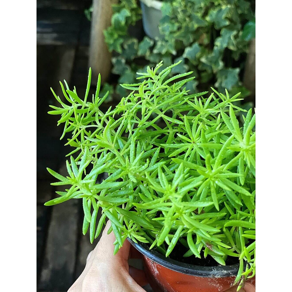 Cây Sedum rupestre Angelina (Cỏ Cảnh Thiên) chậu nhựa