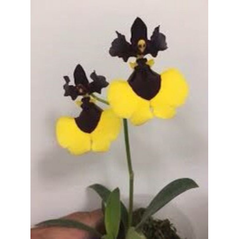 Lan Vũ Nữ Phù Thủy cây giống, hoa đẹp