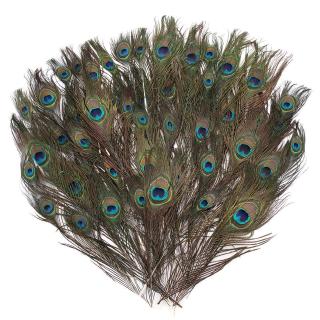 50 Lông chim công tự nhiên kích thước 23-30cm dùng trang trí