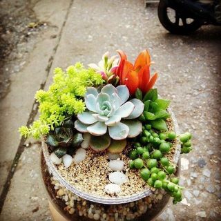 Hạt giống sen đá mix