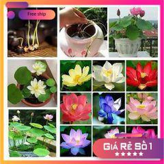 Hạt giống Sen Nhật Mini nhiều màu (10 hạt)