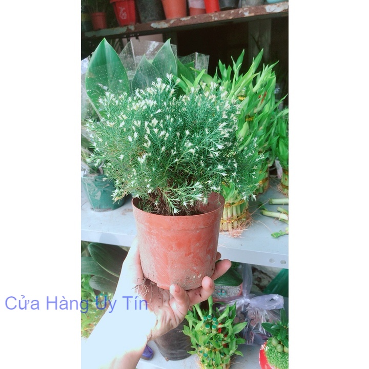 Tùng Bồng Lai