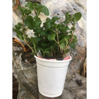 Chậu dền nhật