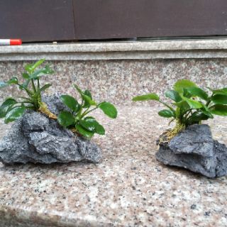 Cây thủy sinh ráy lá nhỏ( là cạn)