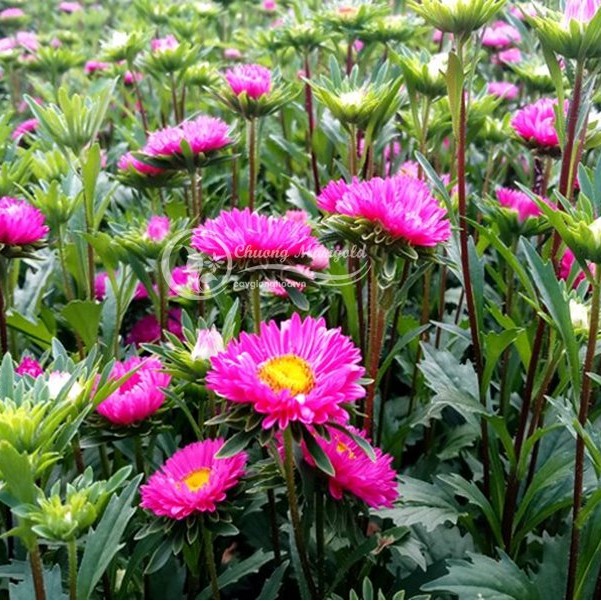 Hạt giống hoa cúc magic - cúc thúy màu 100 hạt