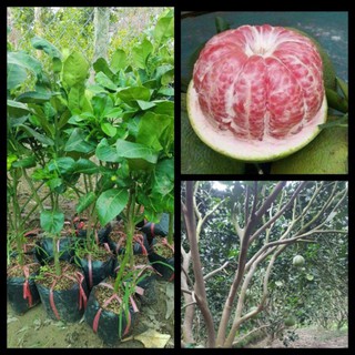 Cây Bưởi Da Xanh Trồng Chậu