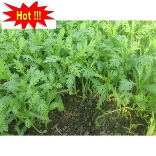 Hạt giống Rau tần ô (20g)