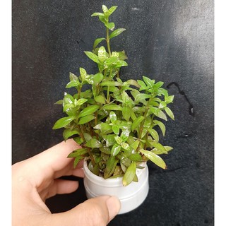 Cây thủy sinh trang trí bể cá: Thanh Hồng điệp Sunset, Bó 15 - 20 cây lá cạn đã có rễ