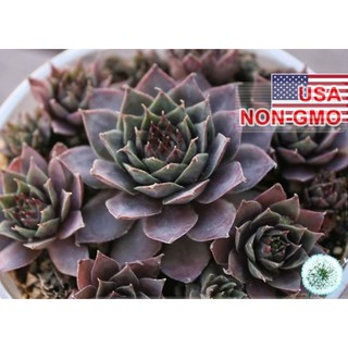 Hạt giống hoa Sen đá Mỹ mini Mix