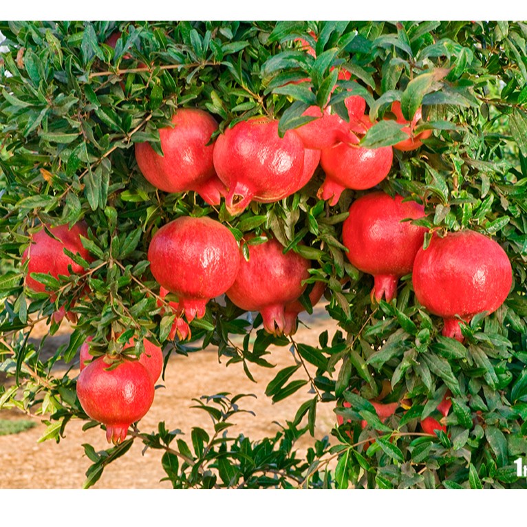 Cây giống Lựu Đỏ Lùn Ấn Độ hang mới về giá rẻ tại vườn
