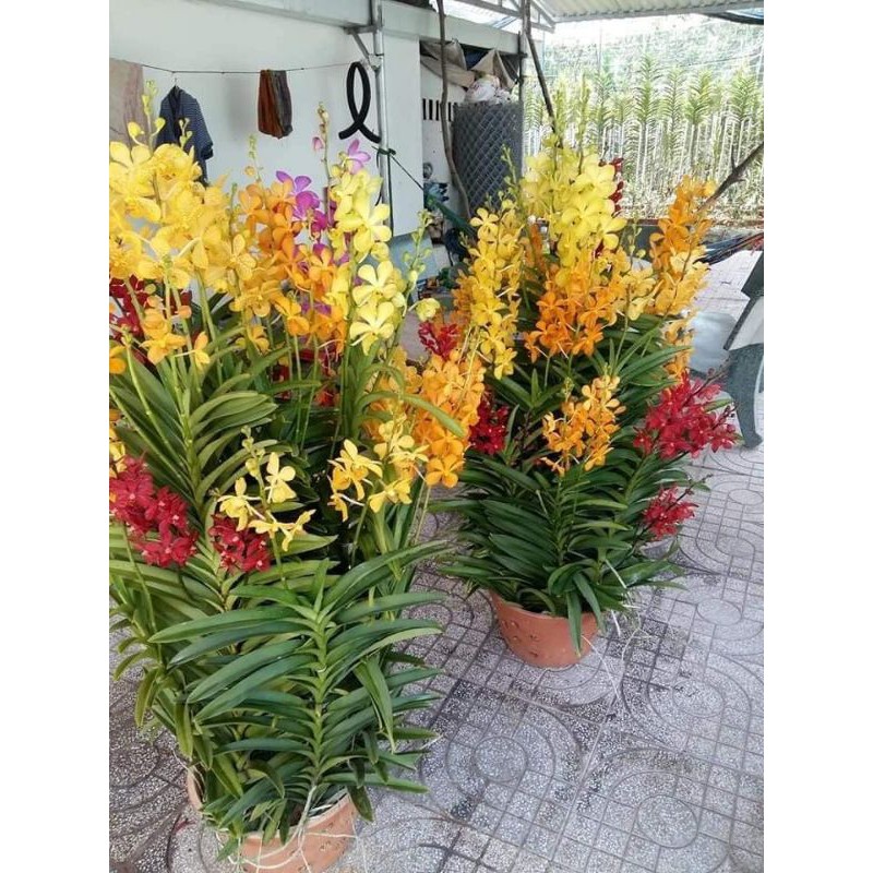 Combo 3 Cây Lan Giống Mokara màu Tím,Hồng,Vàng,cây cao 20-30cm