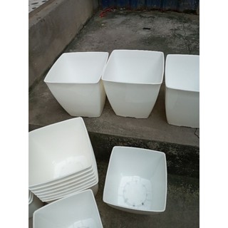 10 chậu trắng mới về đường kính 16cm