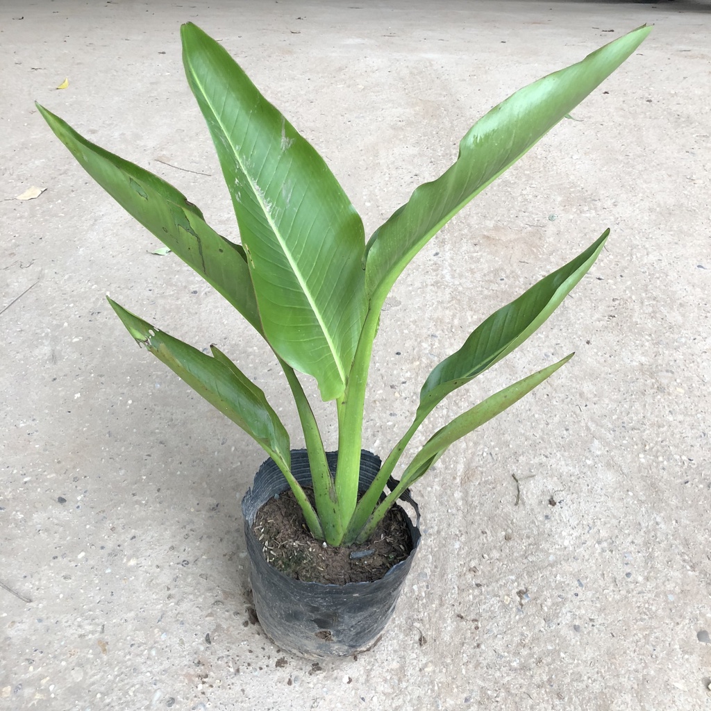 Cây chuối rẻ quạt, Cao 50cm lá xanh to đẹp gốc rẻ quạt chắc khỏe hấp thụ khỉ độc hại mang phong thủy tốt chăm sóc cực dễ