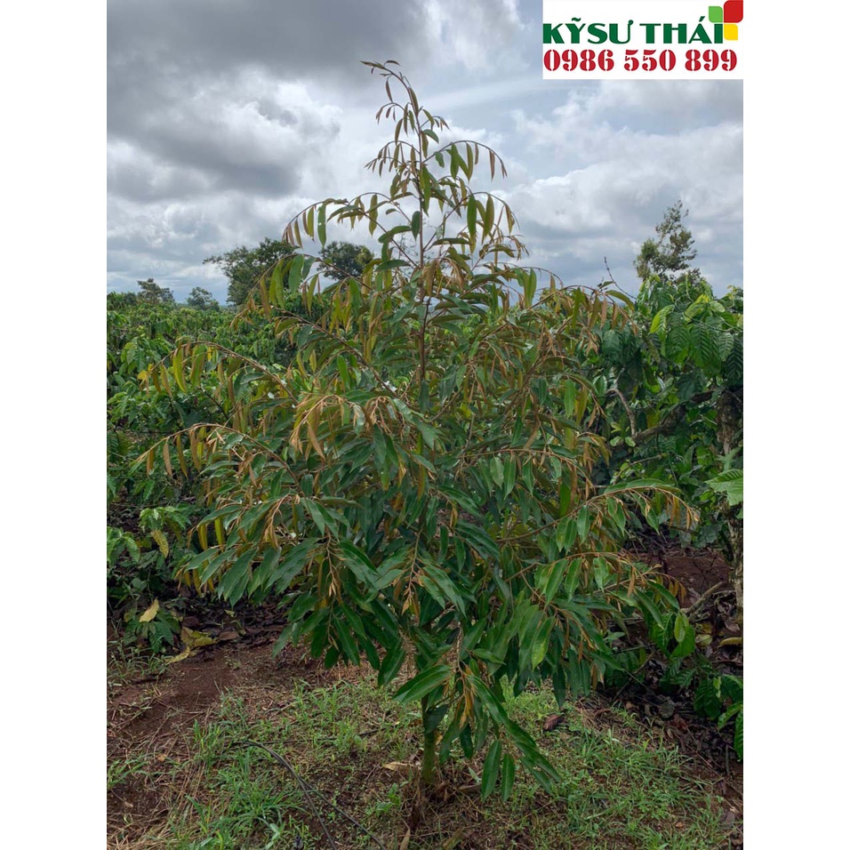 ACTIVE PERFECT - Dinh Dưỡng Toàn Diện - Vi Lượng Thiết Yếu Nhập Khẩu Từ Pháp | Kỹ Sư Thái