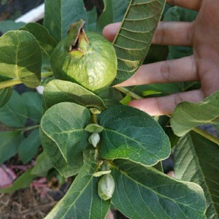 ổi thái đang trái