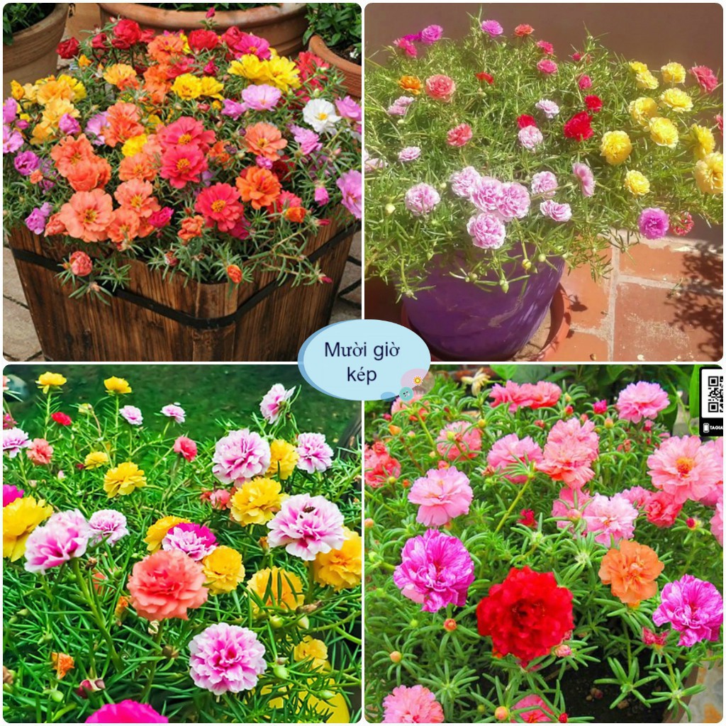 Hạt Giống Hoa Mười Giờ Kép Mix Đủ Màu (tặng kèm phân)