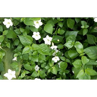 3 Cây giống rau Ngót Nhật