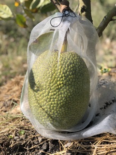 PHÂN BÓN MÍT, LỚN TRÁI MÍT