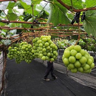 Cây Nho Giống Mẫu Đơn Shine Muscat