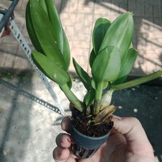 Denro mini giống