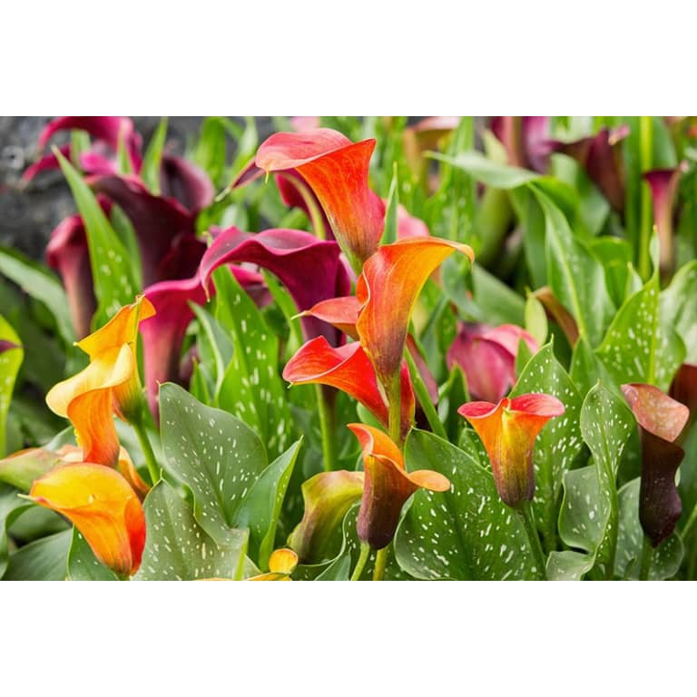 10 Hạt Hoa Thủy Vu Vân Môn Nam Phi Mix 8 màu Siêu Hoa TỈ LÊ NẢY MẦM CAO