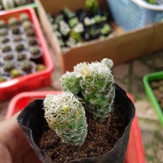 Xương rồng trứng chim cút