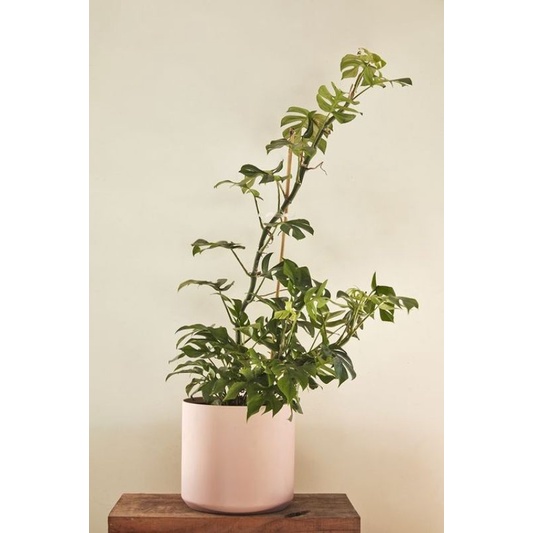 Chậu cứng Monstera mini