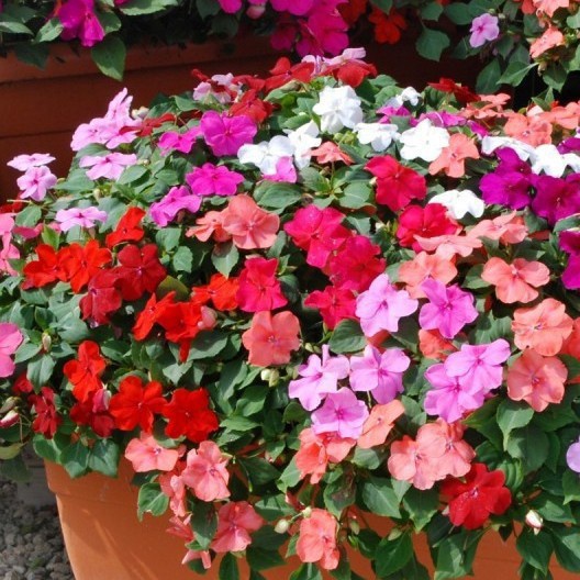 Hạt Giống Hoa Ngọc Thảo Mai Địa Thảo Mix Màu - SL: 50 HẠT