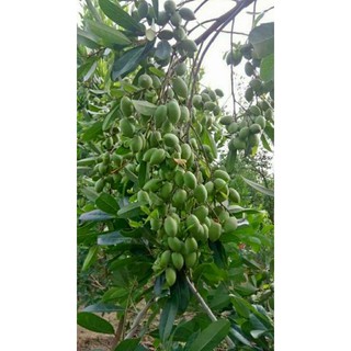 2 Cây cà na thái loại trái chùm