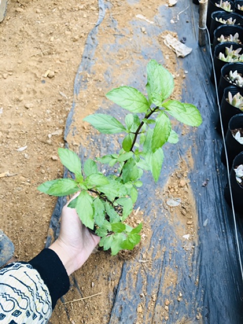 Bạc hà cay PEPPERMINT