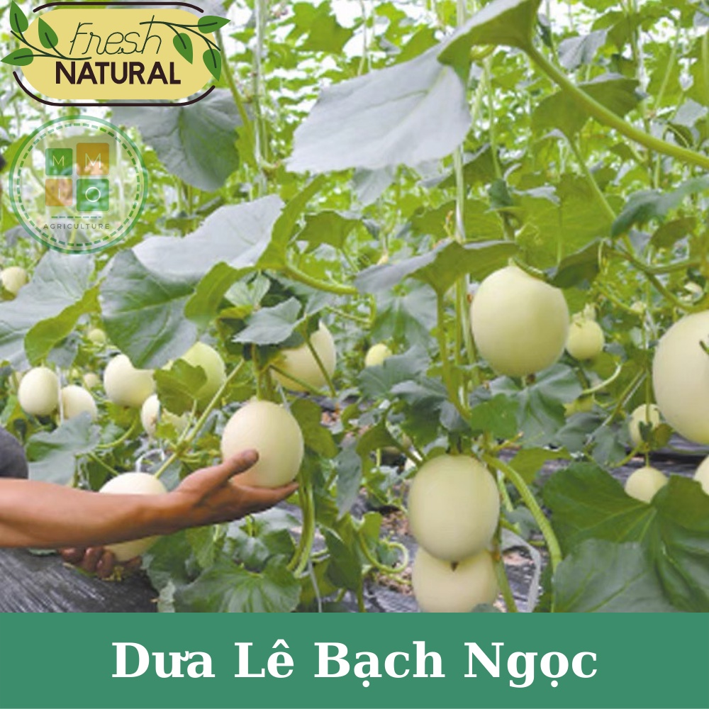 Hạt giống dưa lê siêu ngọt Bạch Ngọc F1 - Hybrid