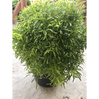 caykiengsadec cây đinh lăng thái+ tặng phân bón