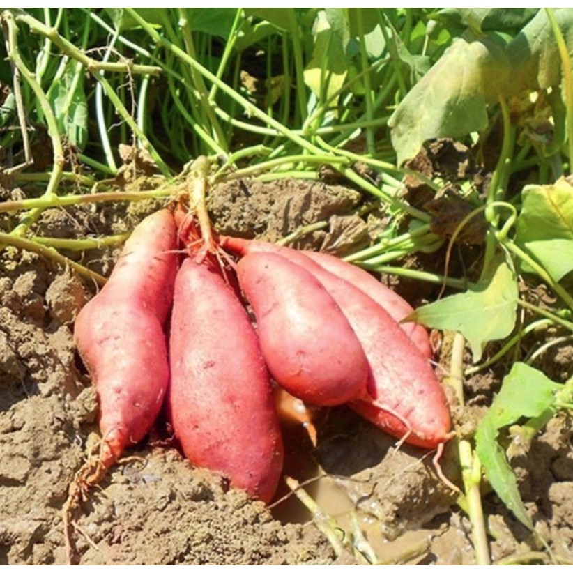 Phân bón lá, sinh trưởng LACASOTO 18g