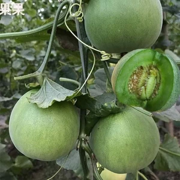 HẠT GIỐNG DƯA LÊ XANH LỤC NGỌC F1 GÓI 20 HẠT
