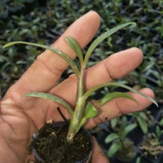 Hoa phong lan -  combo 2 cốc phi điệp trường sơn