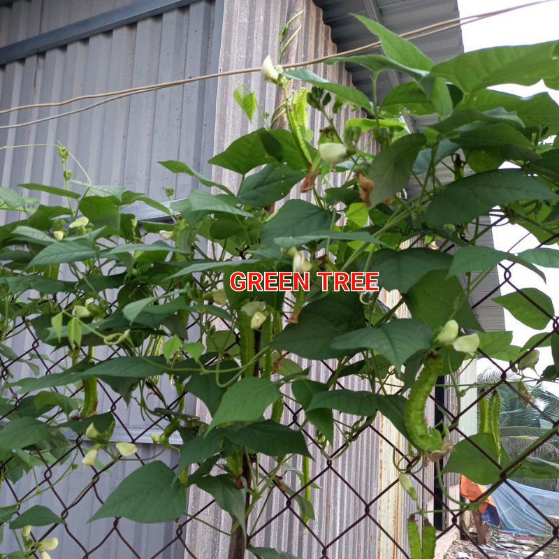 Hạt giống đậu rồng xanh, đậu cove trúc Thái Lan, mướp hương dài f1