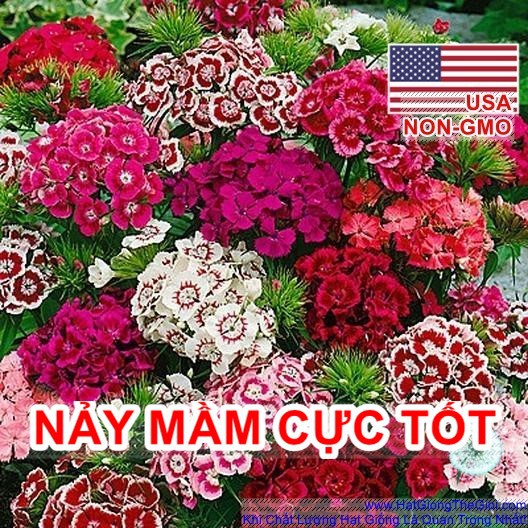 100h Hạt Giống Hoa Cẩm Chướng Chùm Đơn Mix (C6.304| B23*V33)